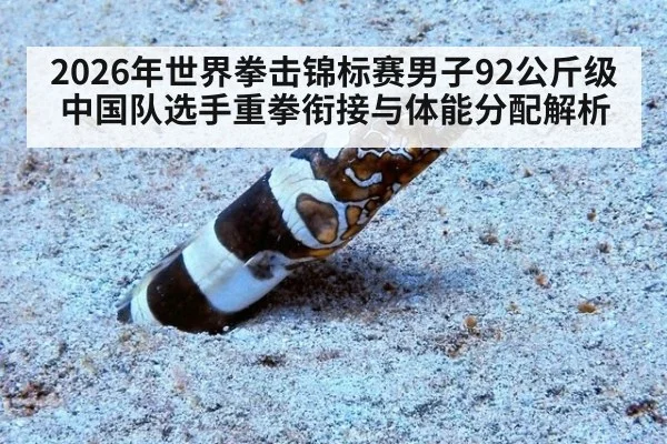 2026年世界拳击锦标赛男子92公斤级 中国队选手重拳衔接与体能分配解析